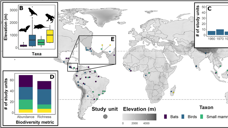 Vertical stratification patterns of tropical forest vertebrates