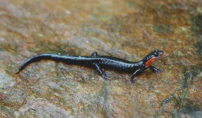Jordan's Red Cheeked Salamander