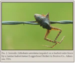 Lithobates areolatus (crawfish frog) predation