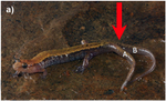 Tail bifurcation in two species of Desmognathus salamander (Plethodontidae) in southeastern Kentucky, USA