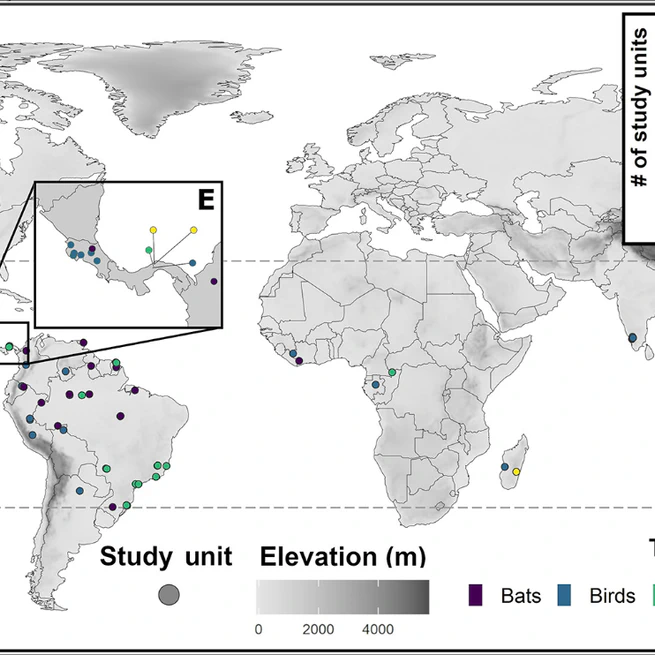 Vertical stratification patterns of tropical forest vertebrates