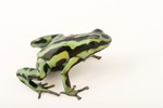 Large, old trees defne the vertical, horizontal, and seasonal distributions of a poison frog