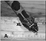 Prey Size and Feeding Rate Do Not Influence Trophic Morphology of Juvenile Water Snakes (Nerodia sipedon)