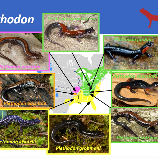 Salamander conservation in the Southeastern USA